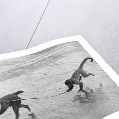 Monkey Walking Dog by Anonymous