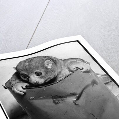 Bosman's Potto in a Paint Can by Anonymous