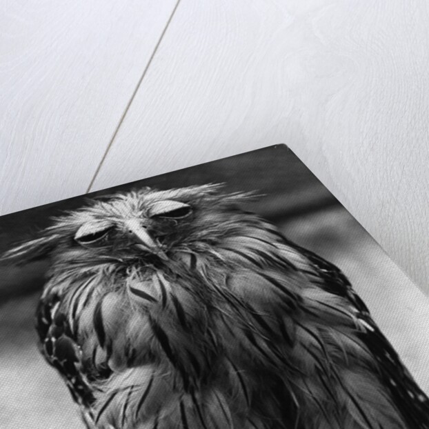 Javan Fish-Owl by Anonymous