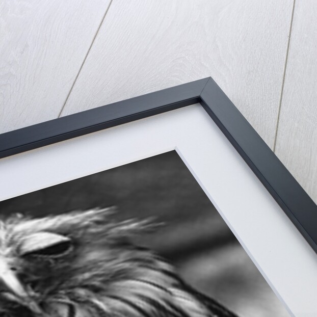 Javan Fish-Owl by Anonymous