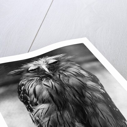 Javan Fish-Owl by Anonymous