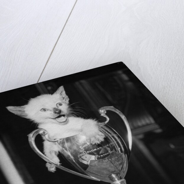 Siamese Kitten in a Trophy Cup by Anonymous