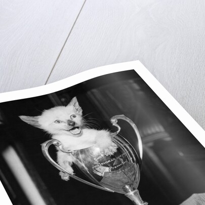 Siamese Kitten in a Trophy Cup by Anonymous