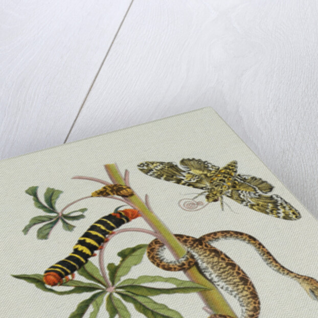 Maniok Illustration from The Little Book of Wonders of the Tropics by Anonymous