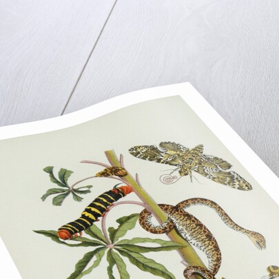 Maniok Illustration from The Little Book of Wonders of the Tropics by Anonymous