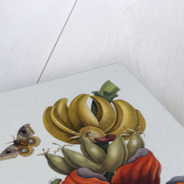 Banana Blossom Illustration from The Little Book of Wonders of the Tropics by Anonymous