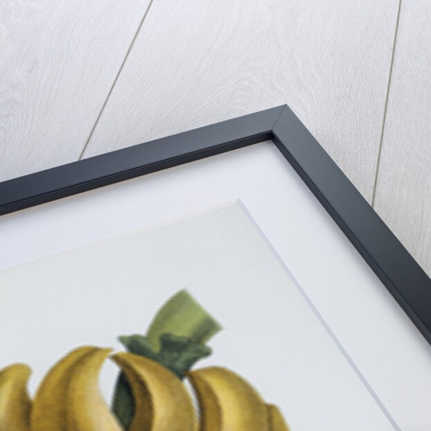 Banana Blossom Illustration from The Little Book of Wonders of the Tropics by Anonymous