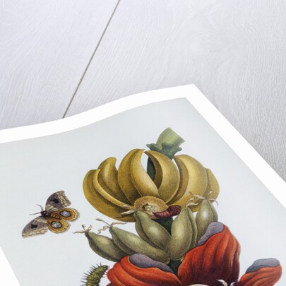 Banana Blossom Illustration from The Little Book of Wonders of the Tropics by Anonymous