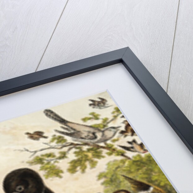 Color Print of Birds Feasting on a Fruit Pie by Anonymous