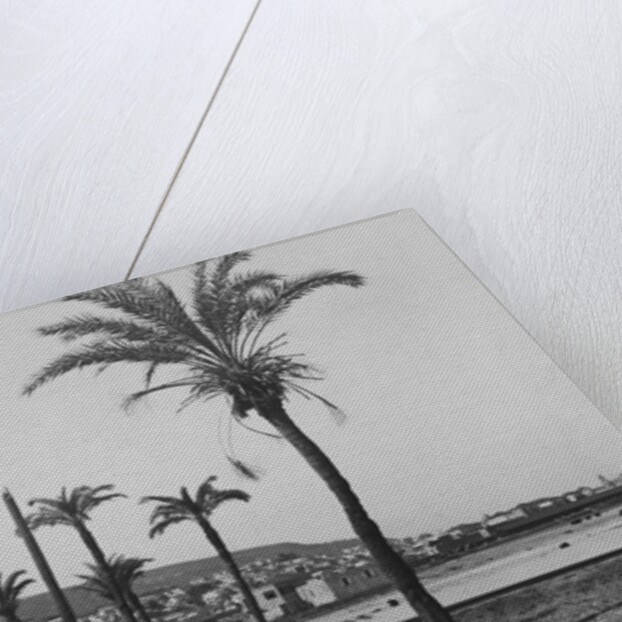 View of Haifa Through Palms by Anonymous