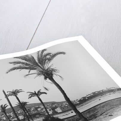 View of Haifa Through Palms by Anonymous