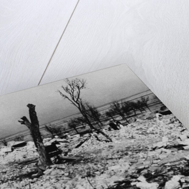 Tree Stump Where the Village of Lidice Once Stood, 1942 by Anonymous