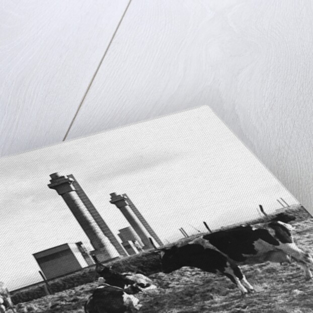 Cows Grazing Near Nuclear Power Plant by Anonymous