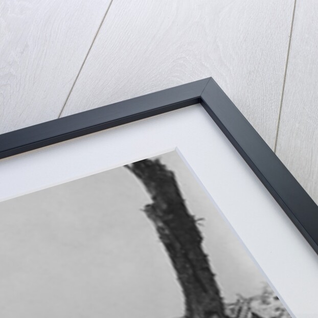 Devastated Battlefield of The Somme, 1916 by Anonymous