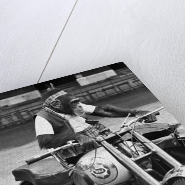 Motorcycle Chimp by Anonymous