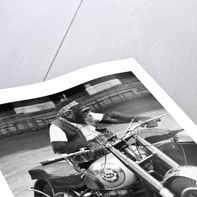 Motorcycle Chimp by Anonymous