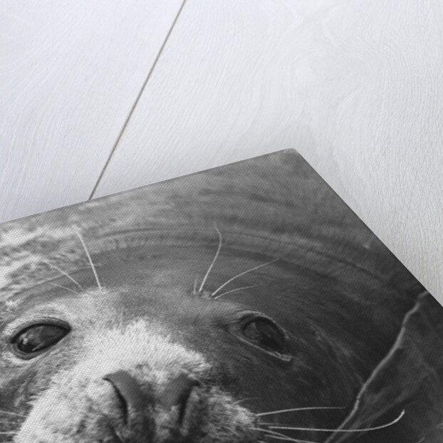 Face of a Grey Seal by Anonymous