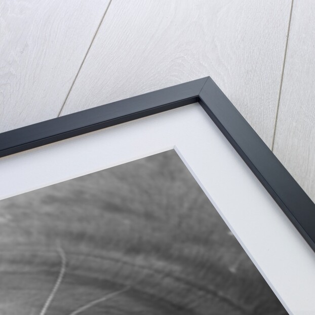 Face of a Grey Seal by Anonymous