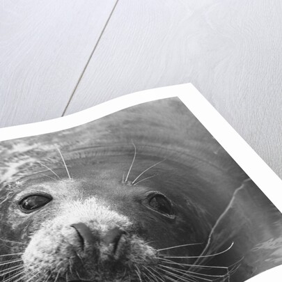 Face of a Grey Seal by Anonymous