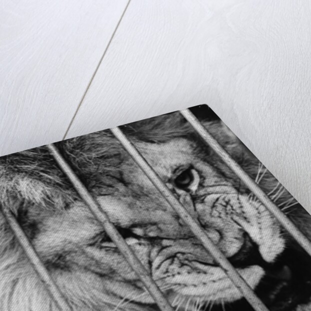 Circus Lion by Anonymous