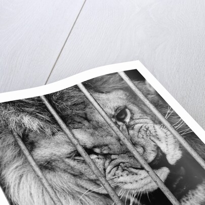 Circus Lion by Anonymous