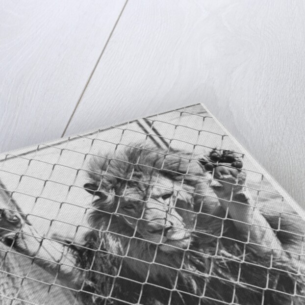 Caged Lion by Anonymous