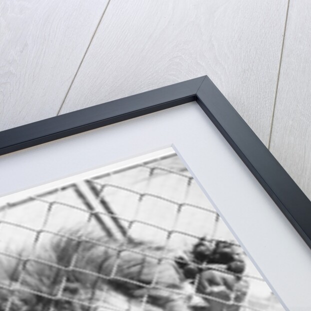 Caged Lion by Anonymous