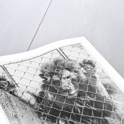 Caged Lion by Anonymous