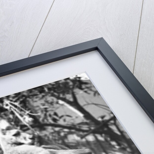 Kangaroo With a Punch Bag by Anonymous