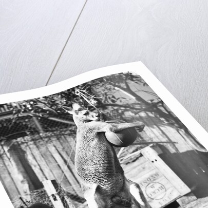 Kangaroo With a Punch Bag by Anonymous