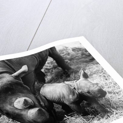 Black Rhinoceros with Her Baby by Anonymous