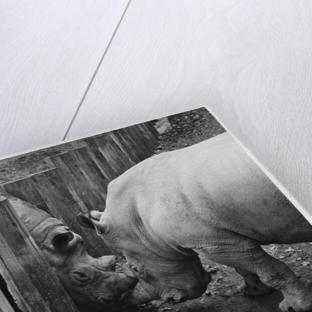 Rhinoceroses Greet Each Other by Anonymous