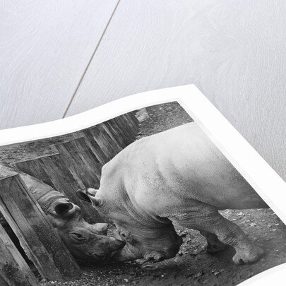 Rhinoceroses Greet Each Other by Anonymous