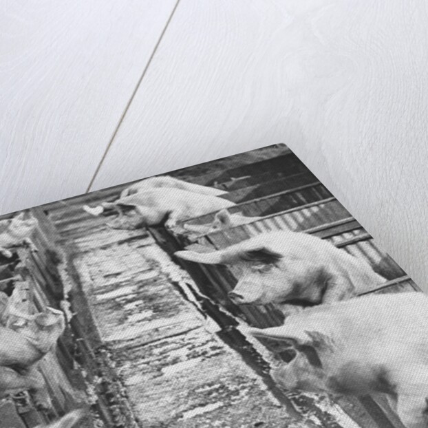 Pigs on a Farm by Anonymous