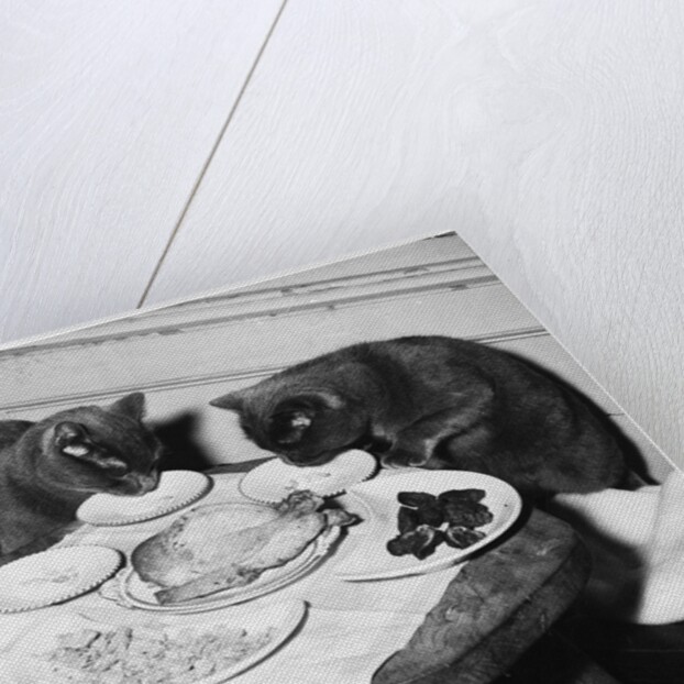 Cats' Celebratory Feast by Anonymous