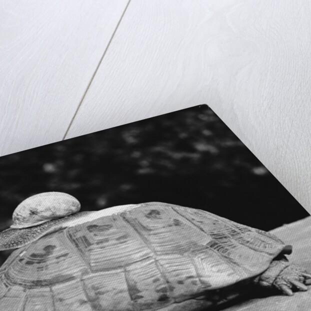 Snail on a Tortoise by Anonymous