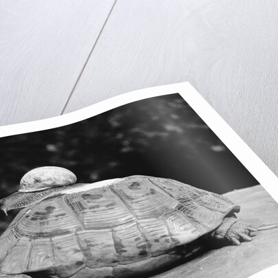 Snail on a Tortoise by Anonymous