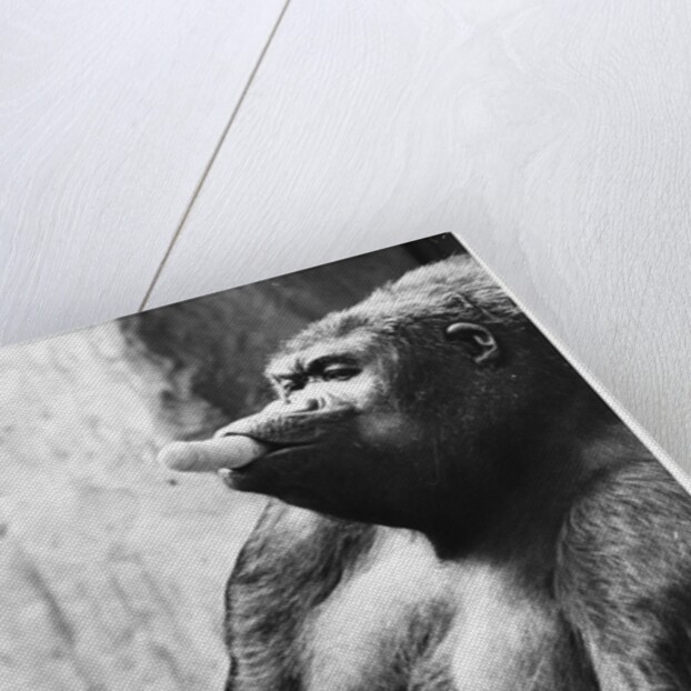 Pregnant Mountain Gorilla by Anonymous