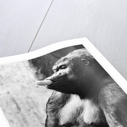 Pregnant Mountain Gorilla by Anonymous