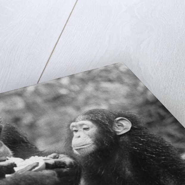 Chimpanzee With Her Young by Anonymous