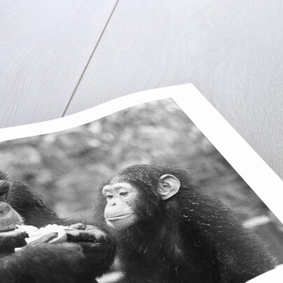 Chimpanzee With Her Young by Anonymous