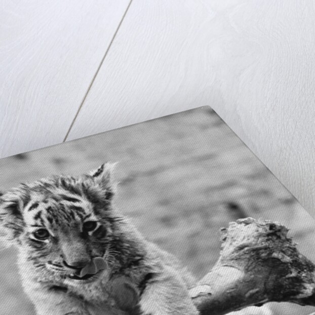 Tiger Cub With Large Bone by Anonymous