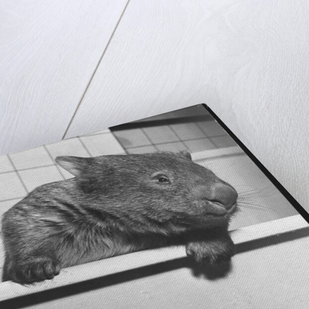 Wombat in a Bathtub by Anonymous