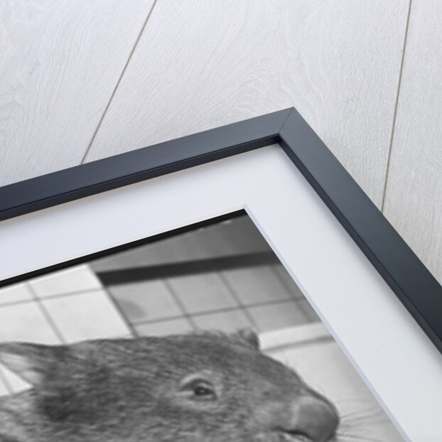 Wombat in a Bathtub by Anonymous