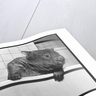 Wombat in a Bathtub by Anonymous