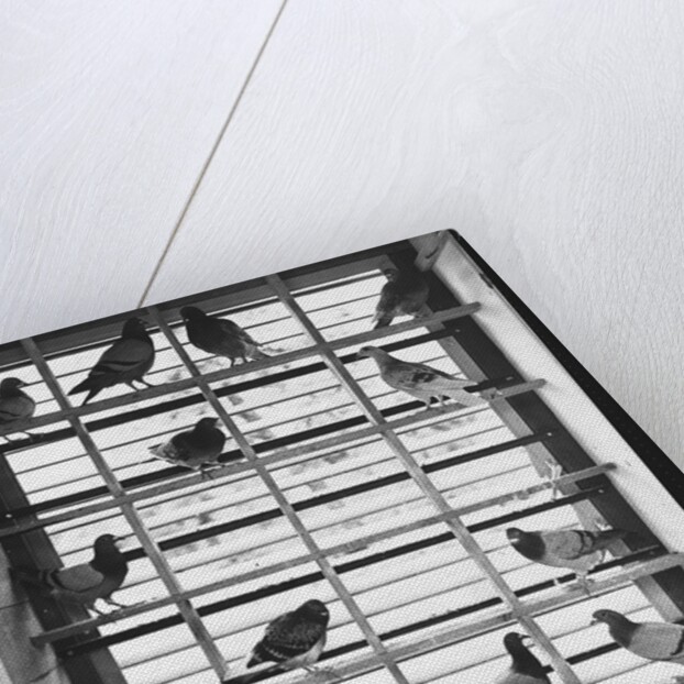 Young Pigeons in a Loft by Anonymous
