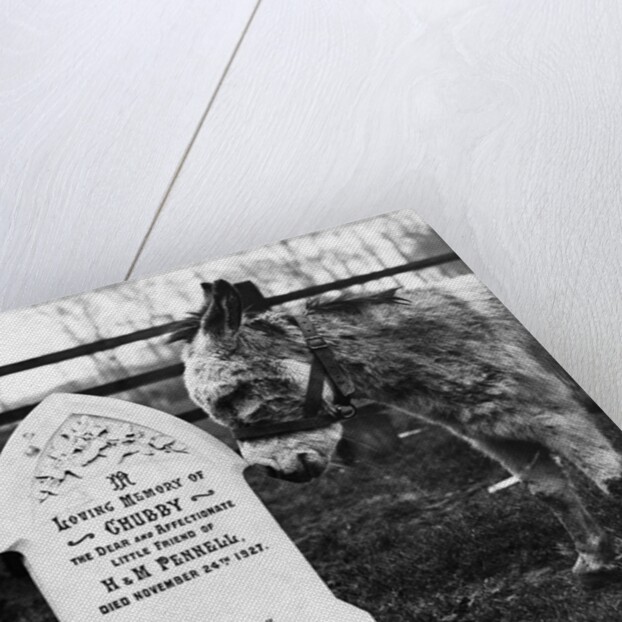 A Pet Cemetery by Anonymous