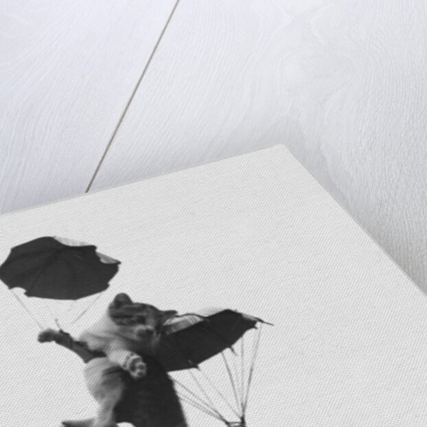Parachuting Kittens by Anonymous