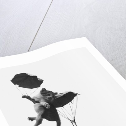 Parachuting Kittens by Anonymous