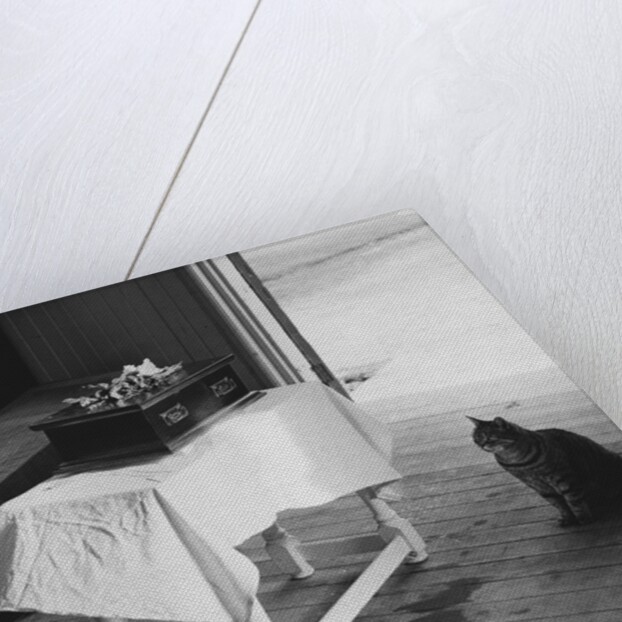 Cat Pays Final Respects by Anonymous